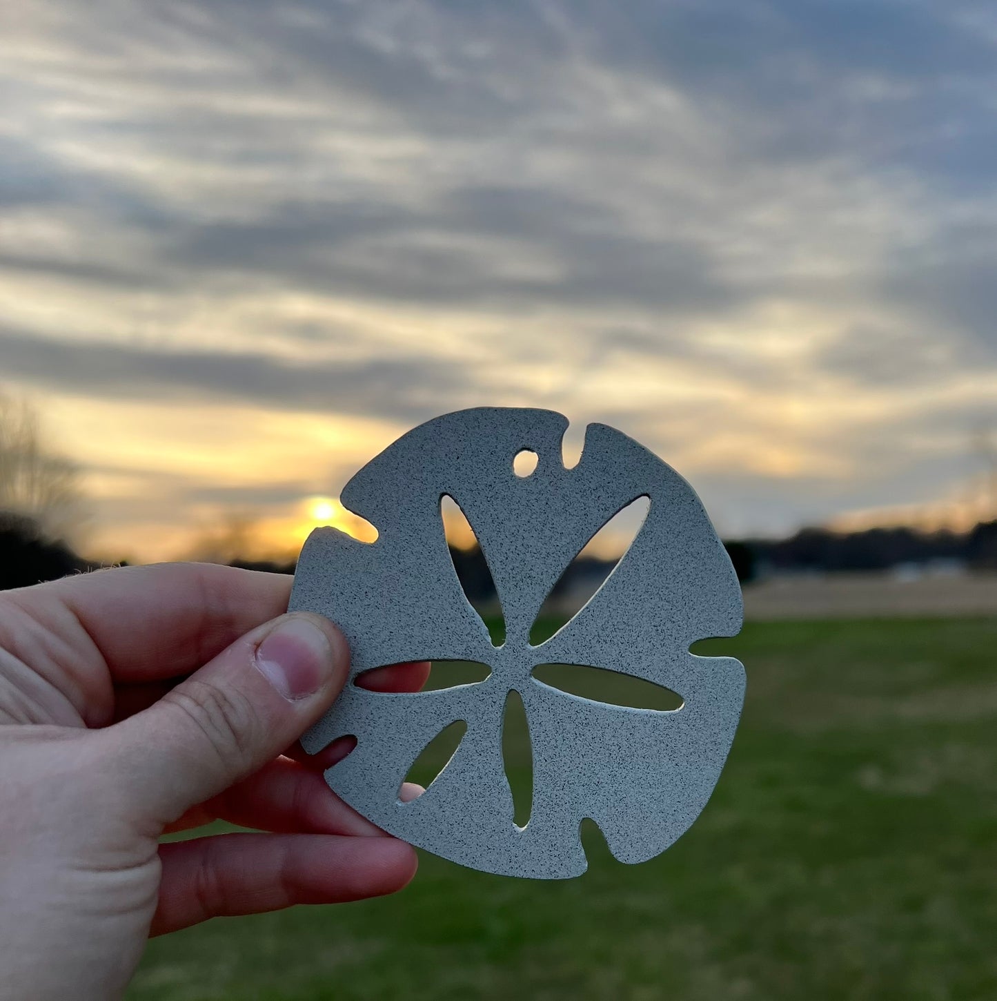 Sand Dollar